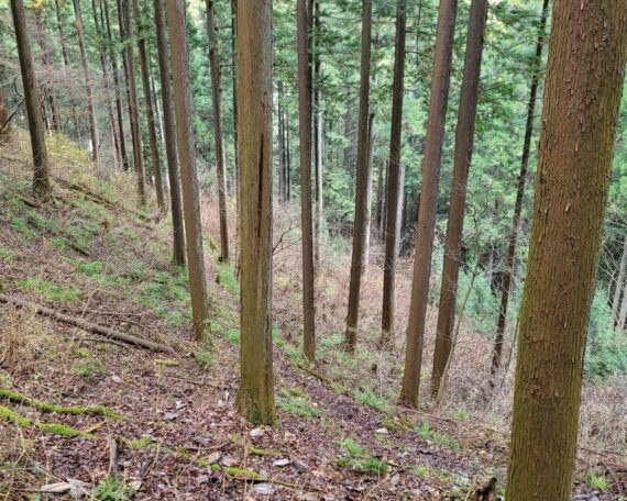 多摩産材杉林